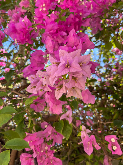 bougainvillea