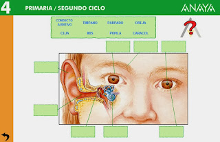 http://www.ceipjuanherreraalcausa.es/Recursosdidacticos/CUARTO/datos/04_Cmedio/datos/03rdi/ud07/01.htm