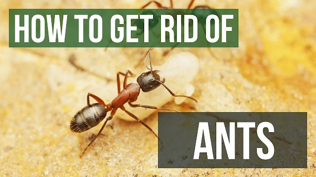 Tips To Get Rid Of Ants Permanently