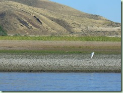 Day18FarewellBend egret Day18FarewellBend egret