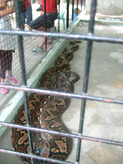 Photo of Prony the Python