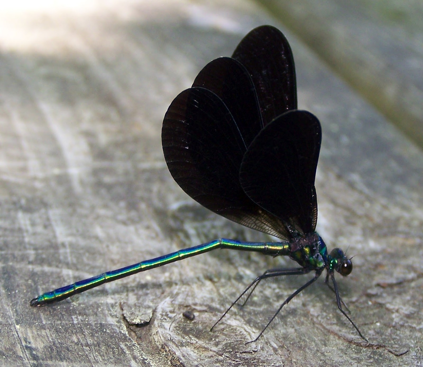 What Lives in my Yard?: Ebony Jewelwing (Calopteryx maculata