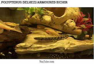 Polypterus delhezi (Armoured Bichir)