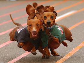 Cute dogs - part 8 (50 pics), wiener dogs running