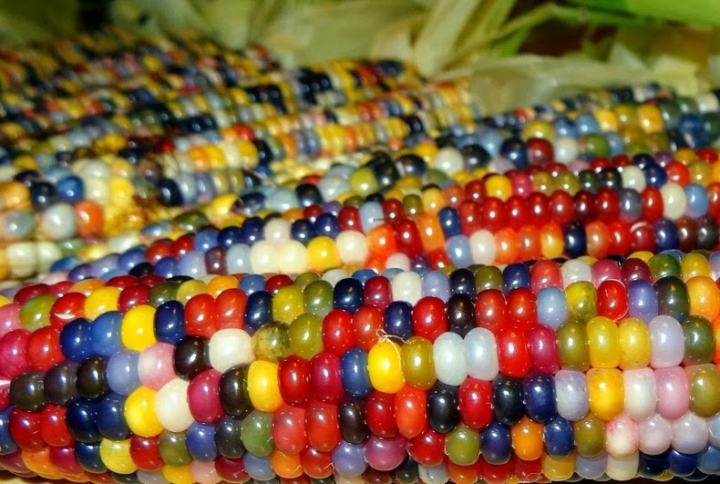 glass-gem-corn-0 glass-gem-corn-0