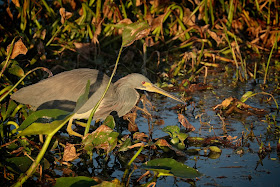 Tricolored Heron.