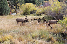 Elk rut season in Estes Park, CO