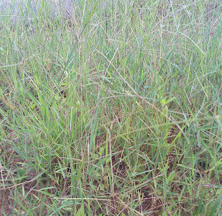 Gulma berdaun sempit yaitu golongan rumput liar yang mempunyai ciri Contoh Gulma Berdaun Sempit Beserta Gambarnya