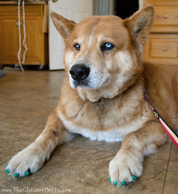 Jake content with his Dr. Buzby's ToeGrips