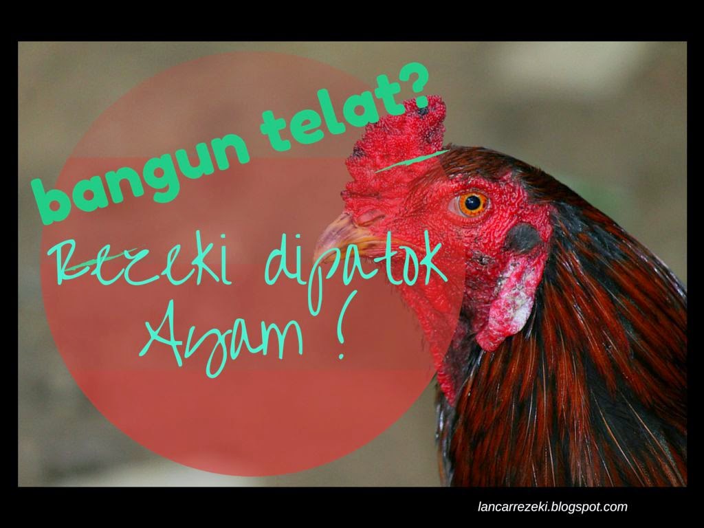 Ide 53 Meme Ayam Makan Padi Terkeren Gudang Meme