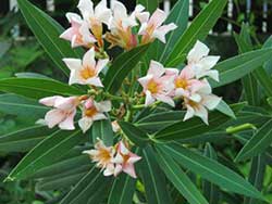Oleander, Sweet Oleander, Rose Bay, Nerium oleander L.