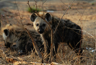 Hyena images