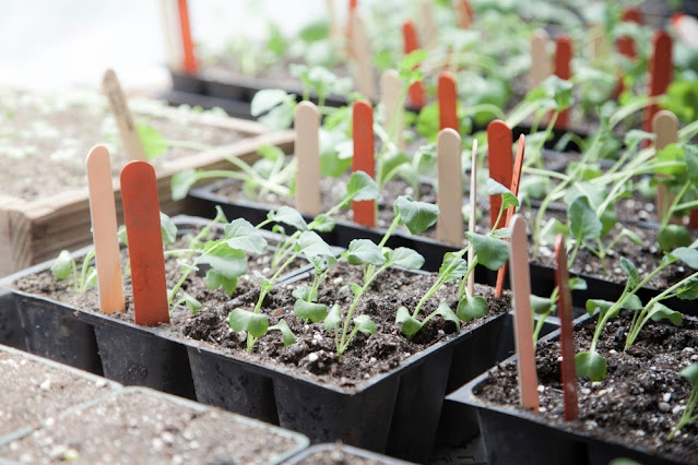 Broccoli Planting