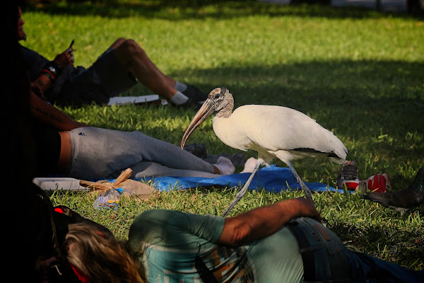 Wood Stork.