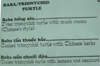 Trionychid Turtle