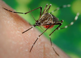 dengue en salta