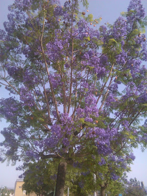 arbol de jacaranda