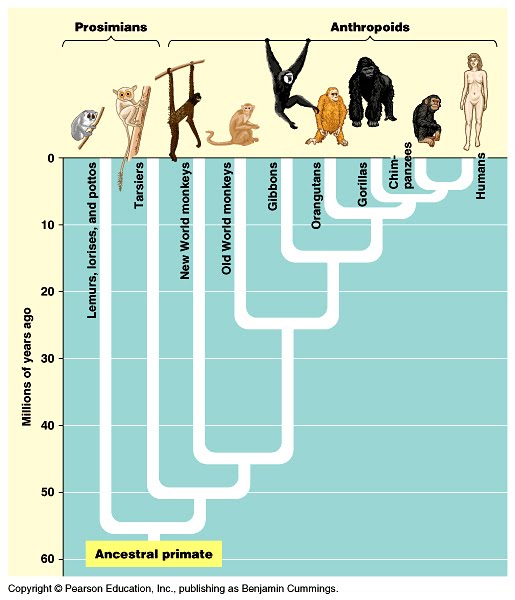the primate "family tree":