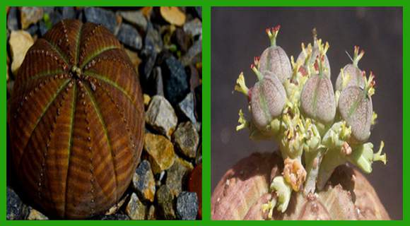 Euphorbia Obesa