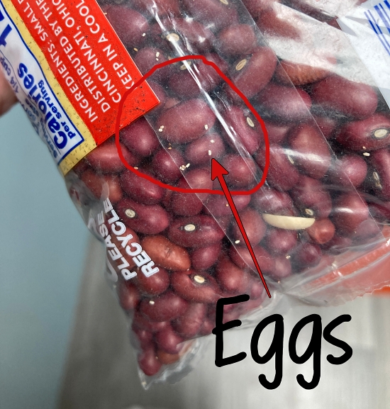 œufs de mites du garde-manger
