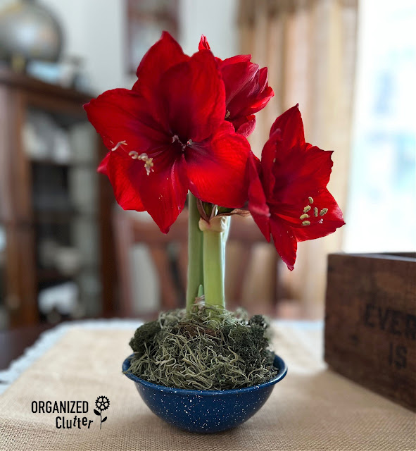 Photo of a red waxed carefree Amaryllis bulb displayed in a vintage enamelware bowl with Dollar Tree Moss.