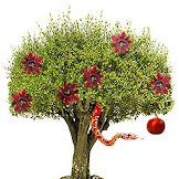 Fruit Of Poisonous Tree Doctrine / Slides Show - Fruit of poisonous tree doctrine.