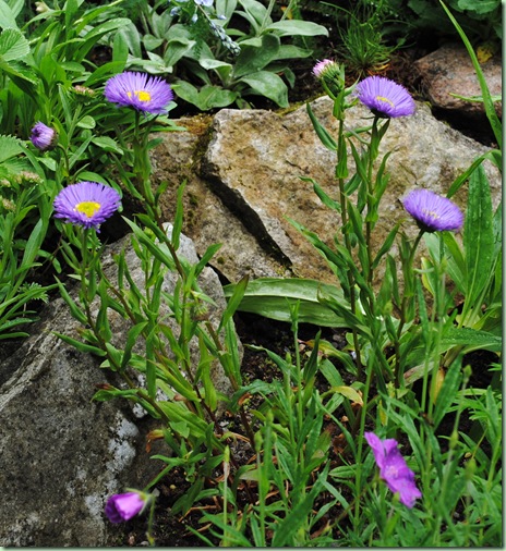 Erigeron hybrid 'Azure Fairy'