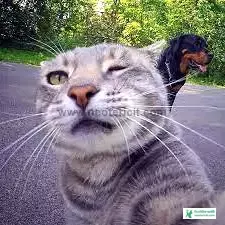 Cat Pic Selfie - Cat Pics Download 2023 - biraler pic - NeotericIT.com - Image no 7