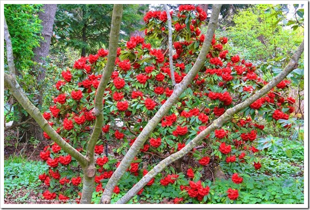 160410_Victoria_UVic_FinnertyGardens_0050