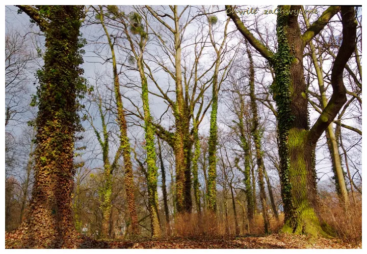 Park Sołacki w Poznaniu, drzewa w parku