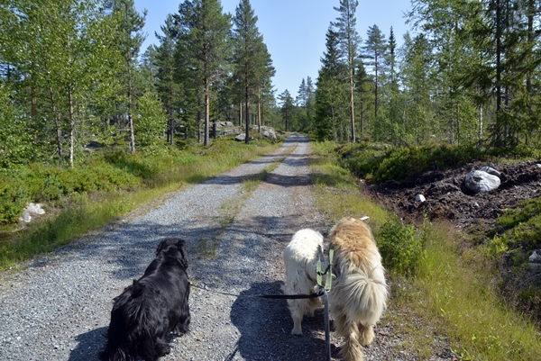 kollsjøen