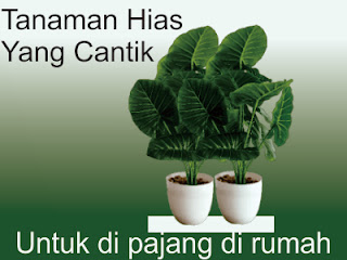 informasinya tanaman hias