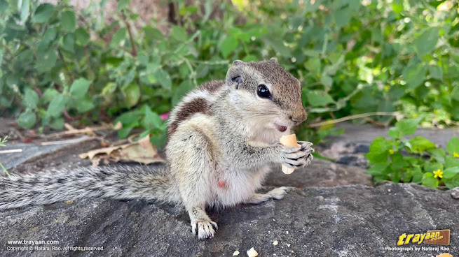 Cute Indian palm squirrel having a snack