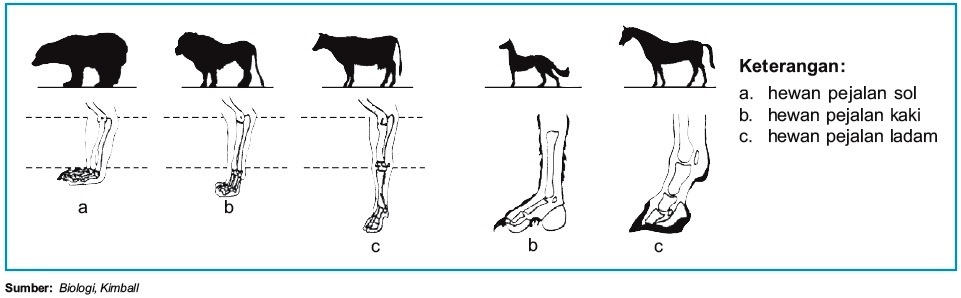 Mekanisme Gerak  pada Hewan  Vertebrata 