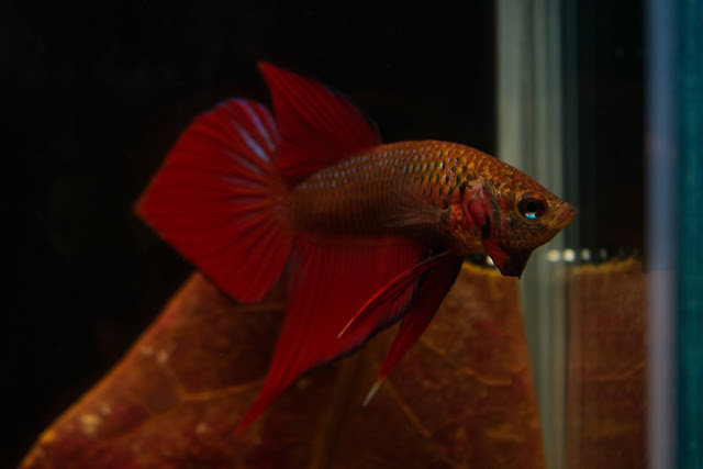 Kaem Daeng Benjarong Betta Fish