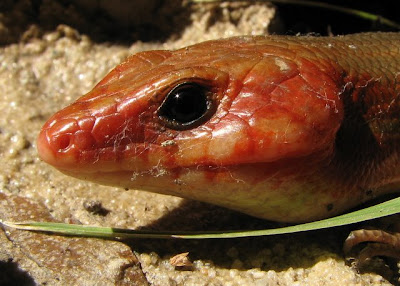 Eumeces laticeps, close up of adult male