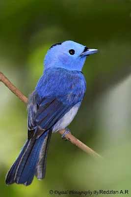 Black-naped Monarch Hypothymis azurea prophata 