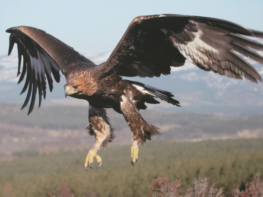 Akhsin Huluqi Dunia Falconry