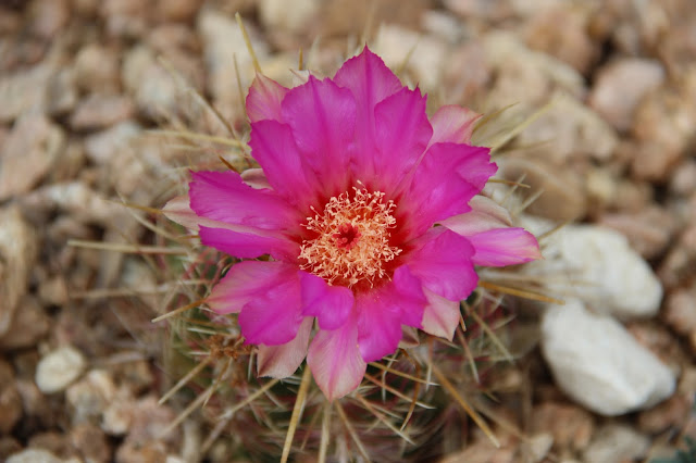 Thelocactus bicolor