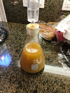 Yeast Starter