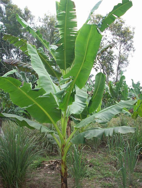 Semua Menjadi Mengenali Mesra Pokok Pisang