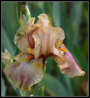 Beautiful Lilly Flowers