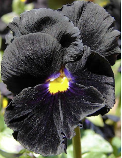 Black Plants and Flowers