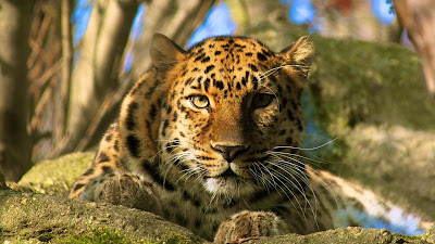 leopard-on-the-rock-pictures