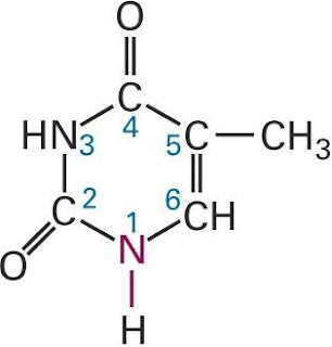 Thymine Structure