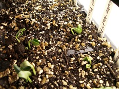 Germination Station - we have green (21)