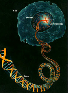 Humans are now in fact not the descendants of ancient humans