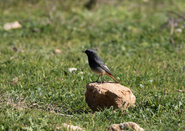 Black Redstart - Boquer Valley - Mallorca