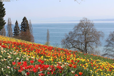 mainau