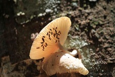 IMG_2454